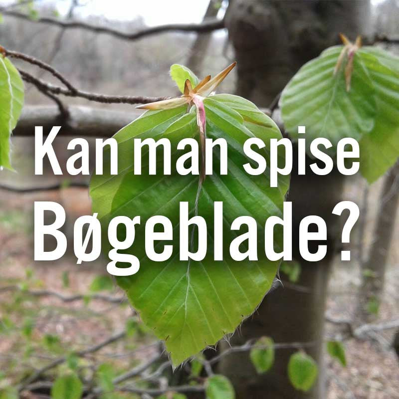 Kan man spise bøgeblade ?