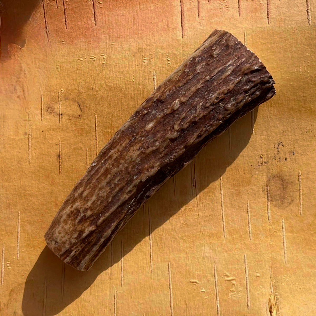 Elg gevir stykke 10 - 12 cm til bushcraft, knivbygning og traditionelt håndværk.
