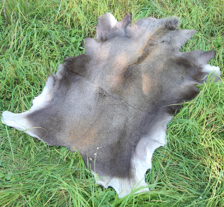 Elgskind Elg Kalv LIggeunderlag Bushcraft