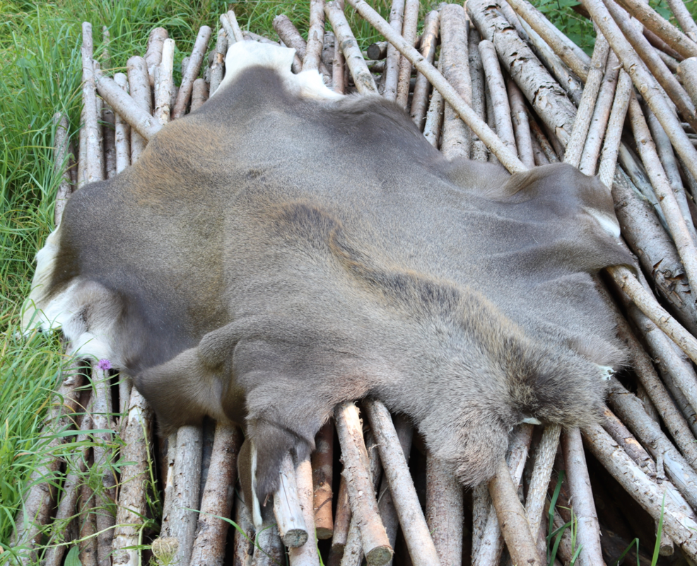 Elgskind Elg Kalv LIggeunderlag Bushcraft