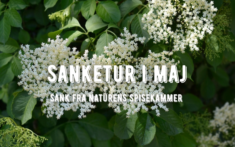 sankeguide maj