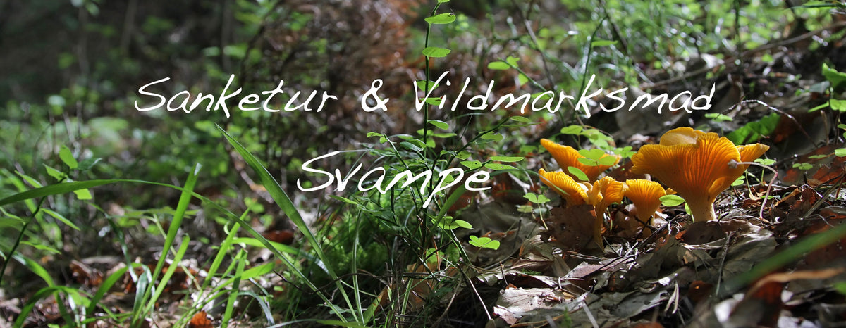 Sanke sanketur vildmarksmad svampe