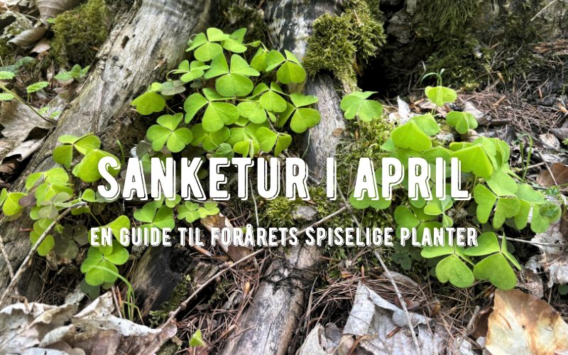 Sankeguide april