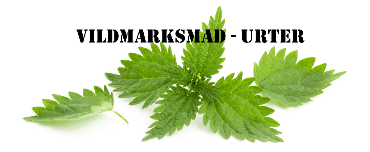 Vildmarksmad Urter Brændenælde