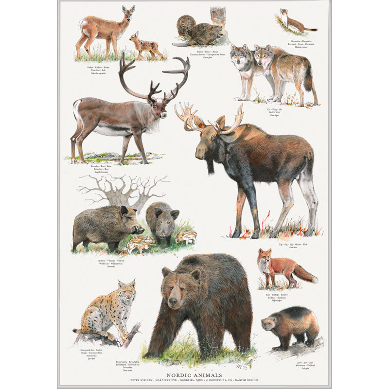 Survivalstore.dk-NordensDyr-Plakat-A4